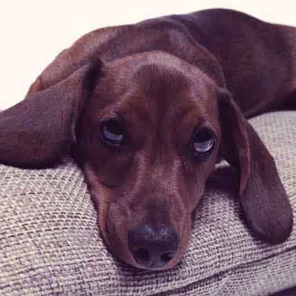 antibiotics for hotspots in dogs