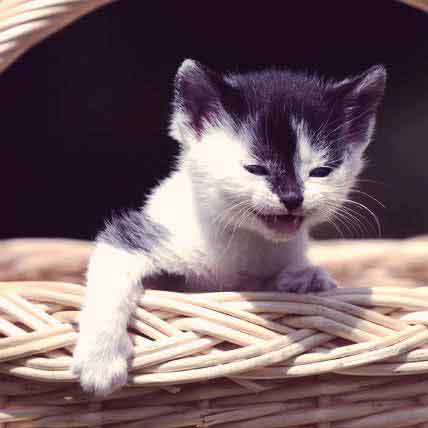 Image for How to Care for a Kitten