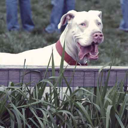 are albino dogs rare