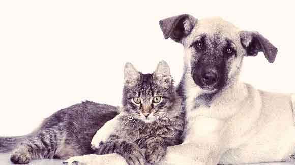 A Dog And Cat Hugging One Another