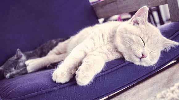 how-much-do-cats-sleep-petcarerx