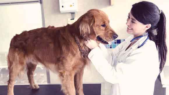 A Picture Of A Golden Retriever With A Veterinarian