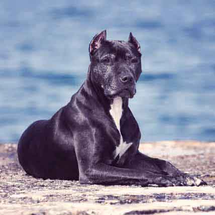how to get a shiny coat on your dog