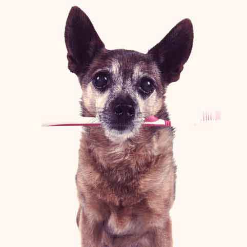 How to Brush Your Dog's Teeth
