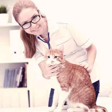 How to Choose the Right Cat Doctor