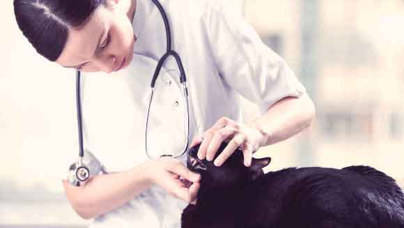A Veterinarian Checking A Cats' Teeth