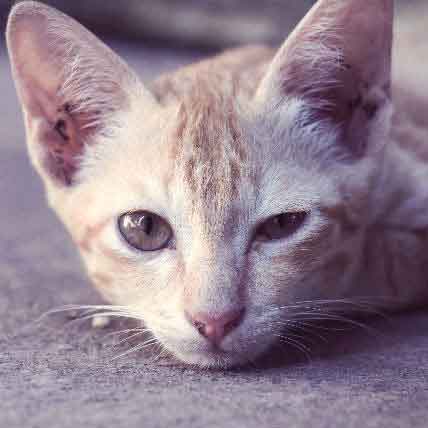 How to Stop Pyometra in Cats Small