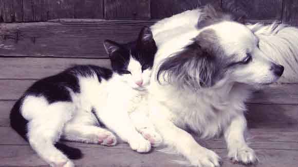 A Cat Laying On A Dog