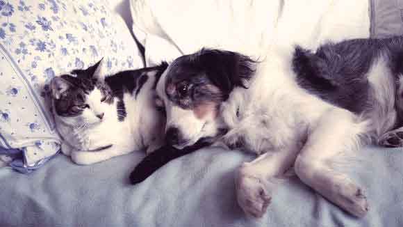 A Cat And Dog Laying Together