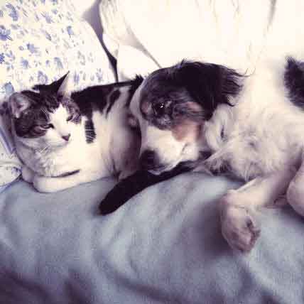 Image for How To Treat Lens Luxation In Dogs And Cats