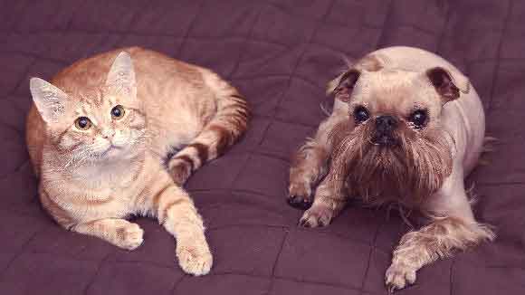 A Cat And Dog Laying on A Bed Together