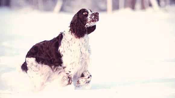 How to Hunt Rabbits With English Springer Spaniel