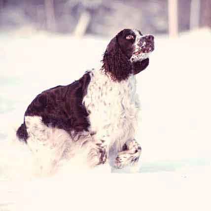 english springer spaniel is ill with morbus aujeszky