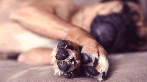 Hyperkeratosis In Dogs And Cats | PetCareRx