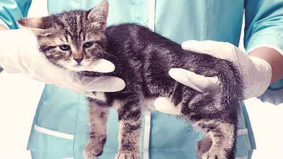 thyroid meds for cats