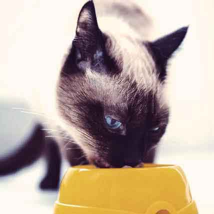 Best cat food for cats with clearance food allergies