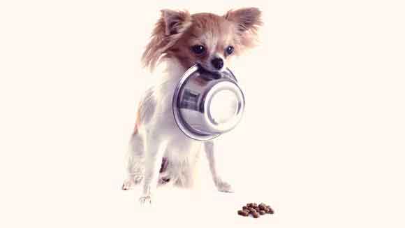 What Are Hypoallergenic Dog Foods?