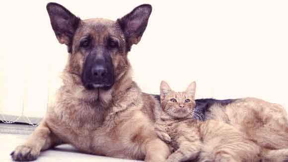A Dog And Cat Laying Together