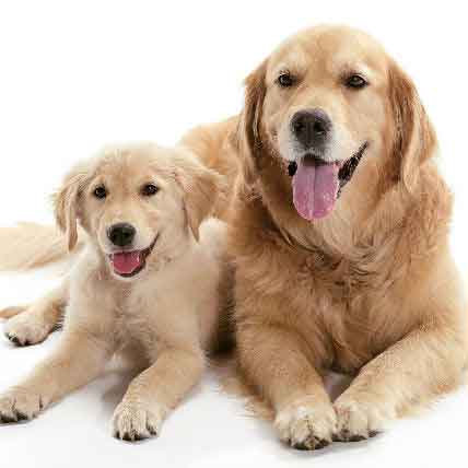 do male dogs become infertile