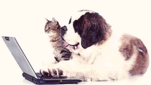 Cat and dog using laptop