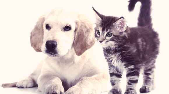 A Puppy And Kitten