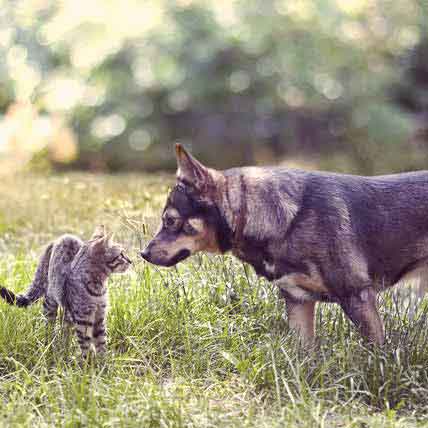 Introducing Cats to New Cats or Dogs