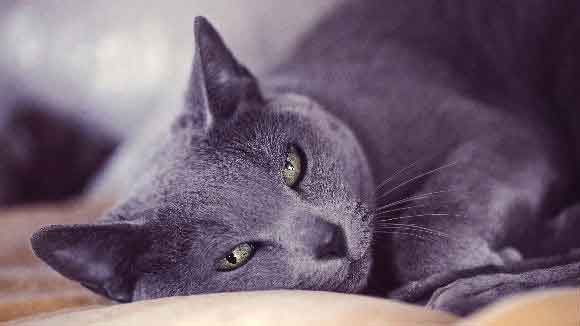best food for cats with ibs