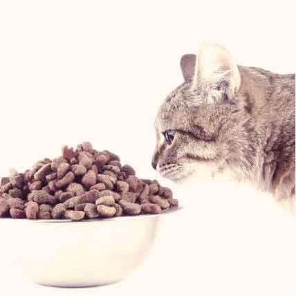 Dr. Elsey's Kitten Attract® Cat Litter - the litter cats love™