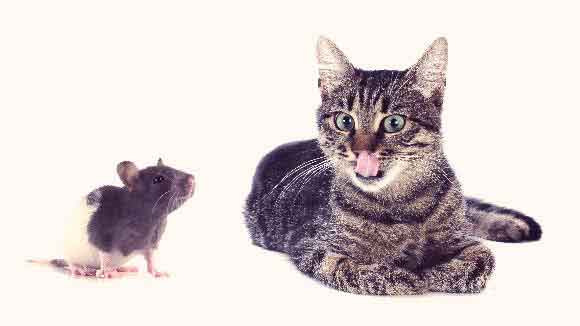 A Cat And A Mouse Sitting Together