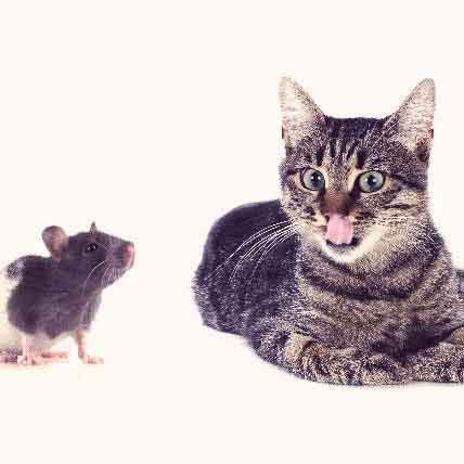 https://cdn.petcarerx.com/LPPE/images/articlethumbs/Is-It-Safe-to-Let-Your-Cat-Get-Rid-of-Mice-Small.jpg