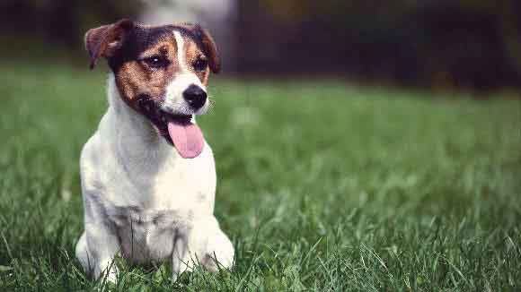 dog allergic to grass remedy