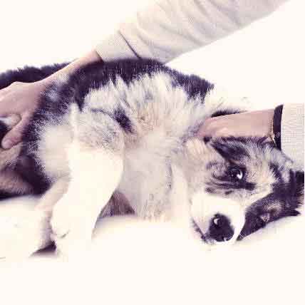 Is My Dog In Pain Common Signs That Your Dog Needs Help Petcarerx