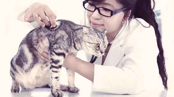 Striped cat getting a checkup