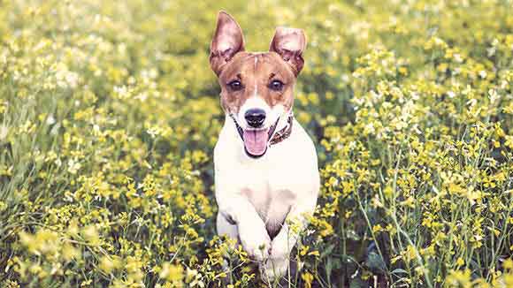 do all jack russells have floppy ears