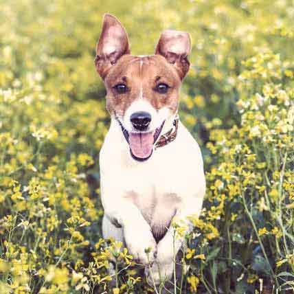 jack russell mini fox terrier