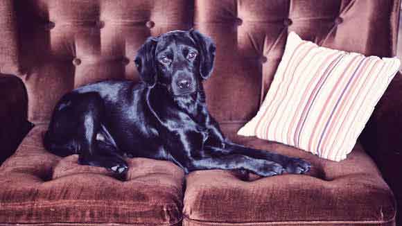 best tablets for dogs with arthritis