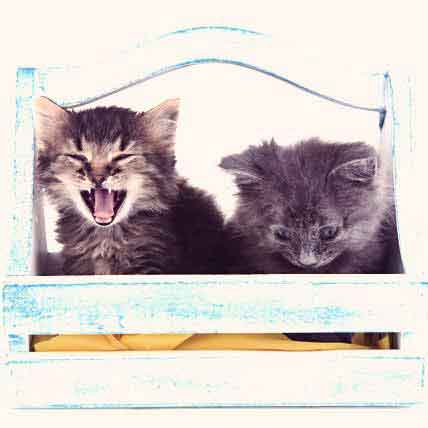 Kitten Health Basics
