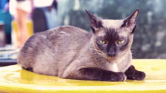 Fancy feast hotsell kidney disease