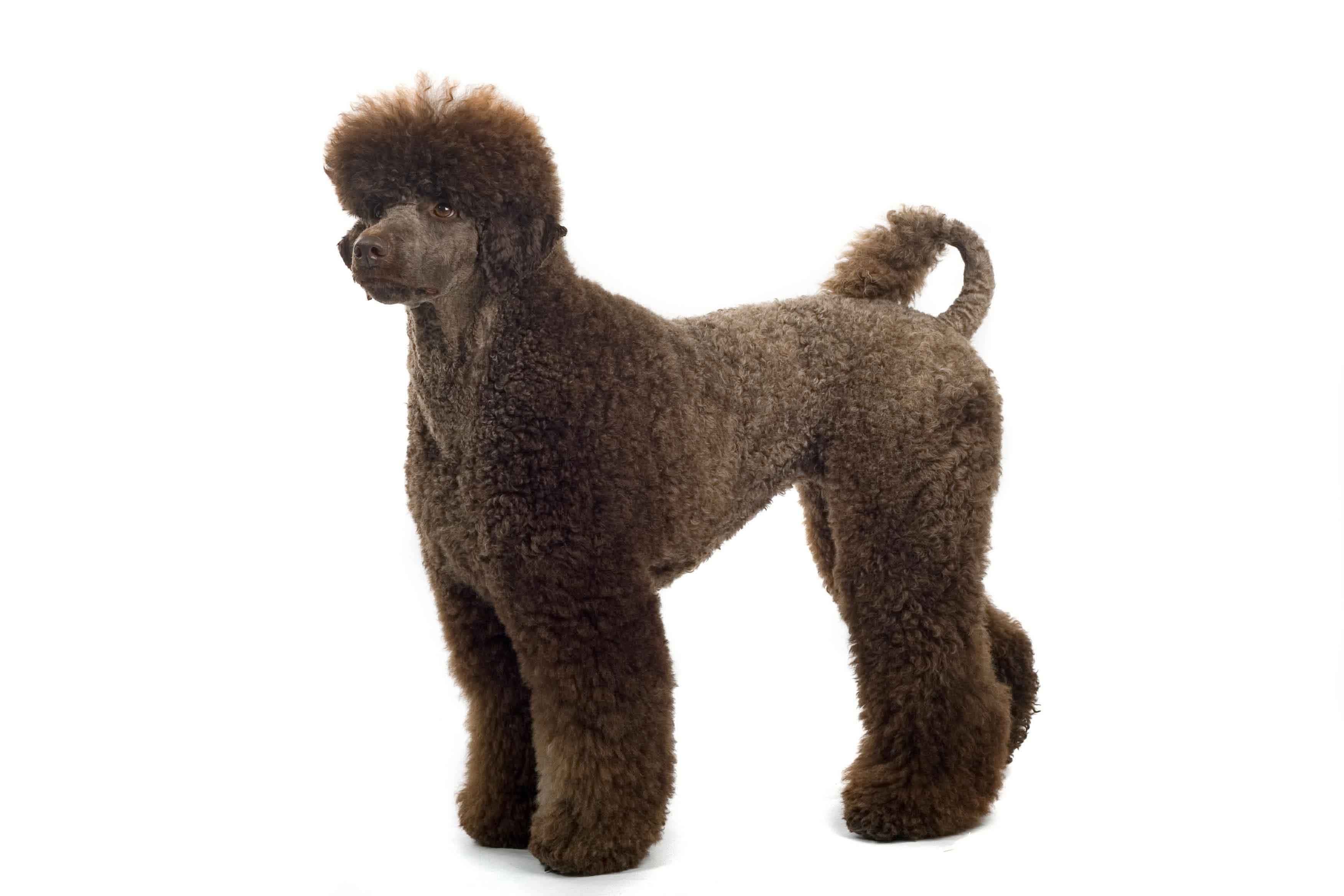 poodle cuts and hairstyles | petcarerx
