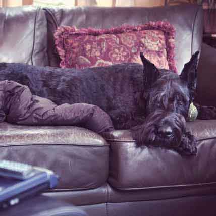 Large Dogs That Don't Shed | PetCareRx