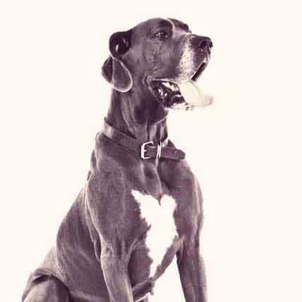 large breed dog training