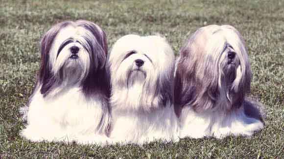 best dog food for lhasa apso