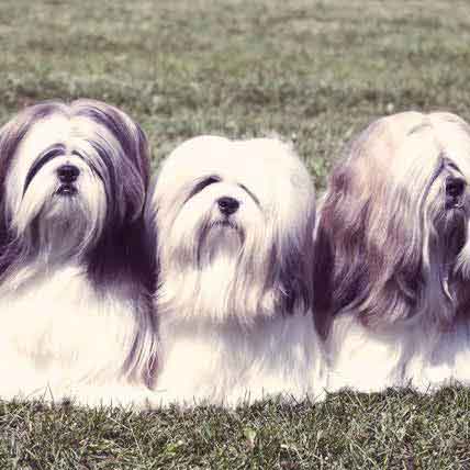 oldest lhasa apso