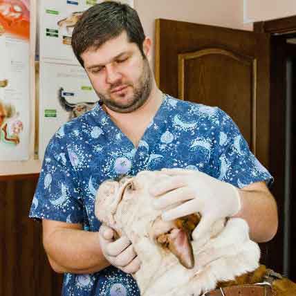Lipomas in Dogs and Cats