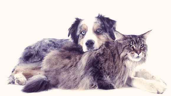 A Dog And Cat Laying Together