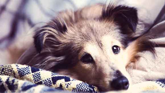 low-red-blood-cell-count-in-dogs-causes-of-anemia-petcarerx