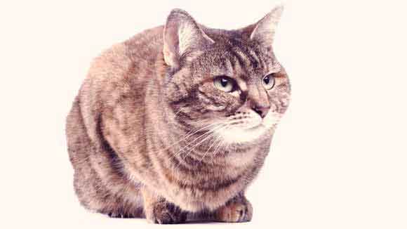 Lyme Disease In Cats Petcarerx