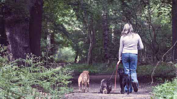 Lyme Disease in Dogs and Cats