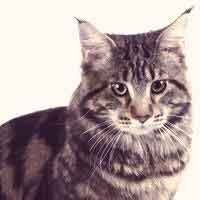 types of domestic cat breeds