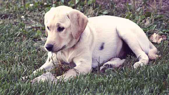 how to take care of a puppy labrador retriever